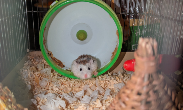 RSPCA appeal as hamster Ivana found abandoned on London bus