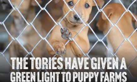 How Labour and Lib Dems have used fight against puppy farms to win votes | Animal welfare
