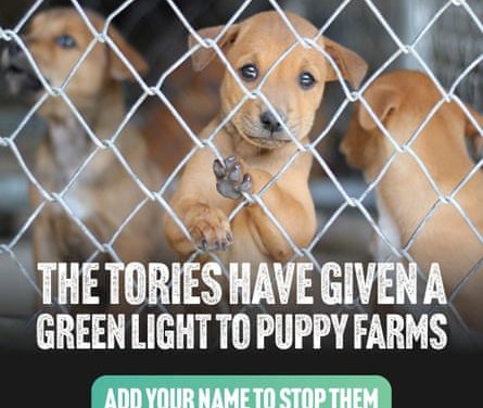 How Labour and Lib Dems have used fight against puppy farms to win votes | Animal welfare