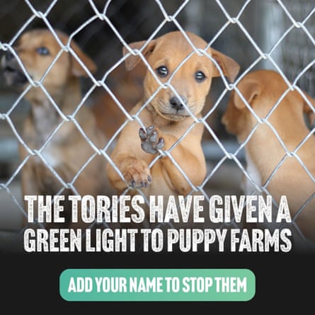 How Labour and Lib Dems have used fight against puppy farms to win votes | Animal welfare