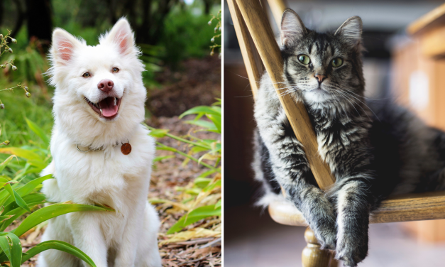 Battersea is looking for dog and cat fosters in London