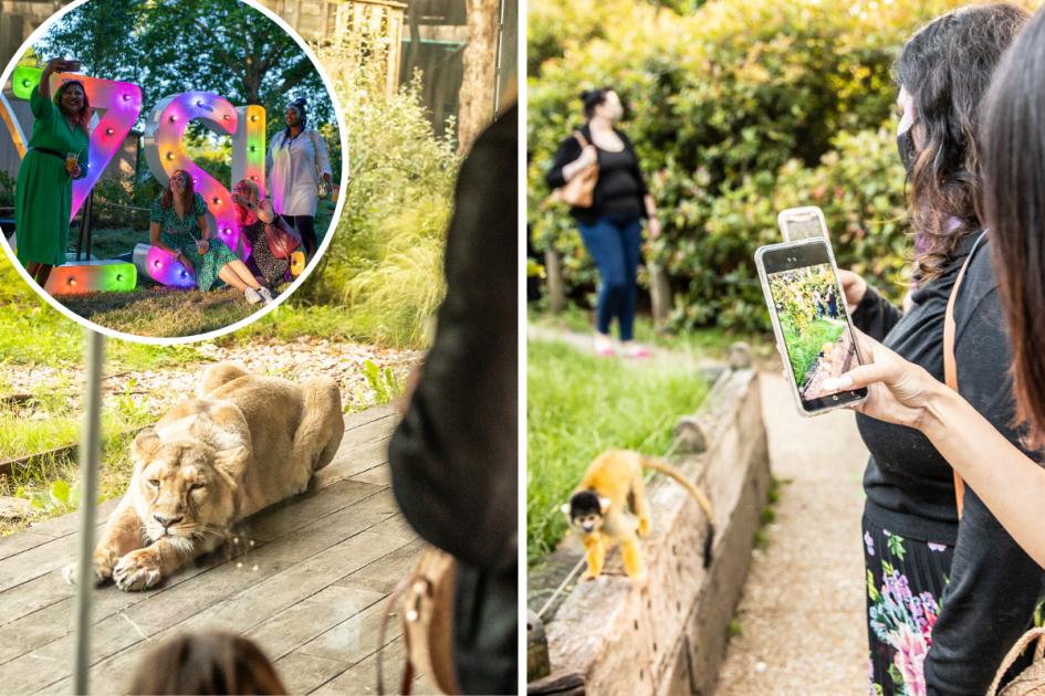 London Zoo to offers adults-only evening tickets this summer