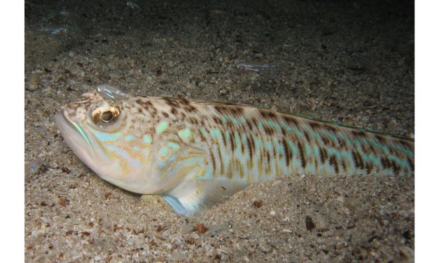 UK dog owners and swimmers warned about poisonous fish
