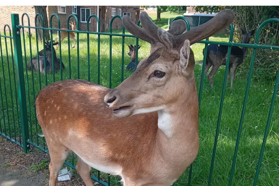 Harold Hill couple’s joy at seeing deer near pub