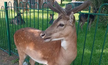 Harold Hill couple’s joy at seeing deer on daily walk