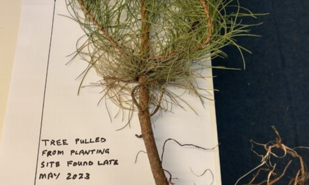 Vandals suspected to have uprooted trees in a Brentwood park