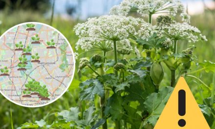 Giant Hogweed spotted in London- Where it has been found