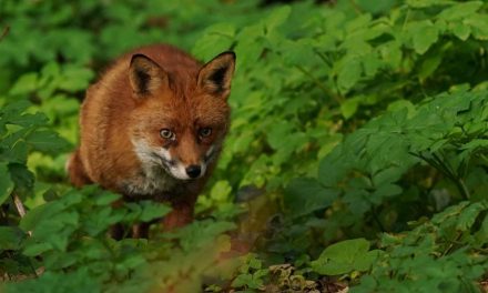 ‘Distressing’: Dead fox found in Linton Gardens, Beckton