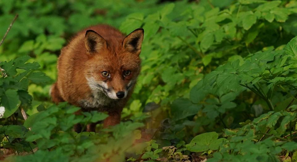 ‘Distressing’: Dead fox found in Linton Gardens, Beckton