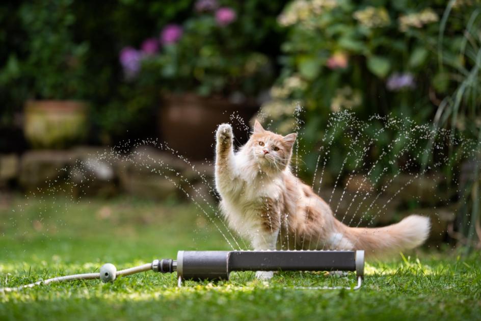 Cat owners urgent heatwave warning by Pets at Home vets