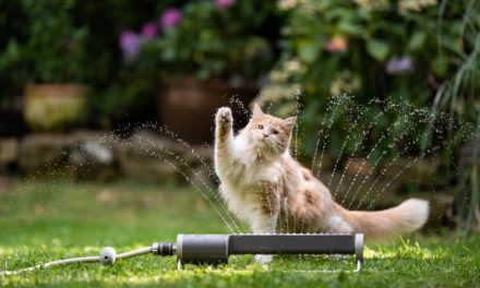 Cat owners urgent heatwave warning by Pets at Home vets