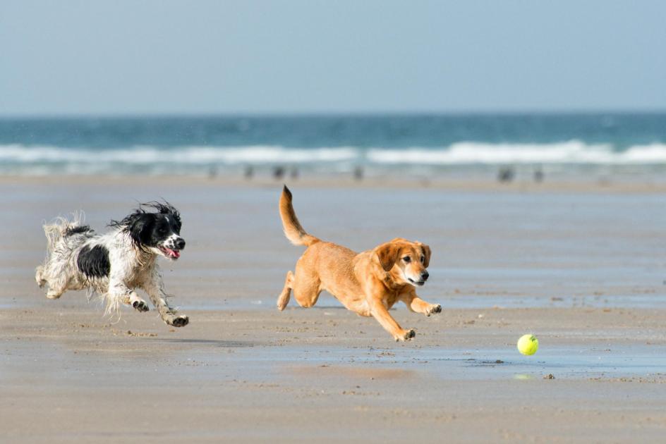 Warning to UK dog owners over palm oil bergs as pet dies