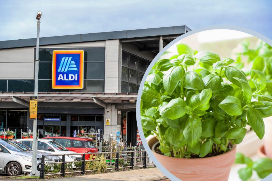 Houseplant available at Aldi, Asda and more can keep flies away