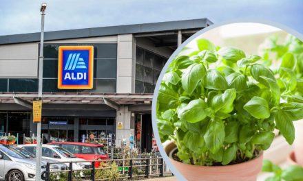 Houseplant available at Aldi, Asda and more can keep flies away