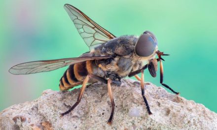Warning of ‘Dracula’ horsefly bites which can ‘tear flesh’