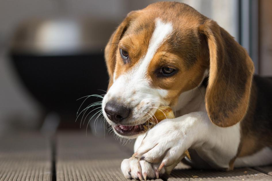 Vets warn dog owners about dangers of rawhide bone treats