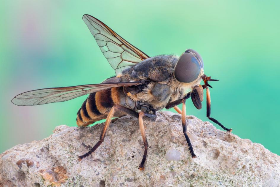 Warning of ‘Dracula’ horsefly bites which can ‘tear flesh’