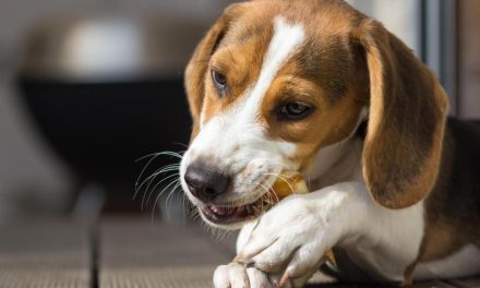 Vets warn dog owners about dangers of rawhide bone treats
