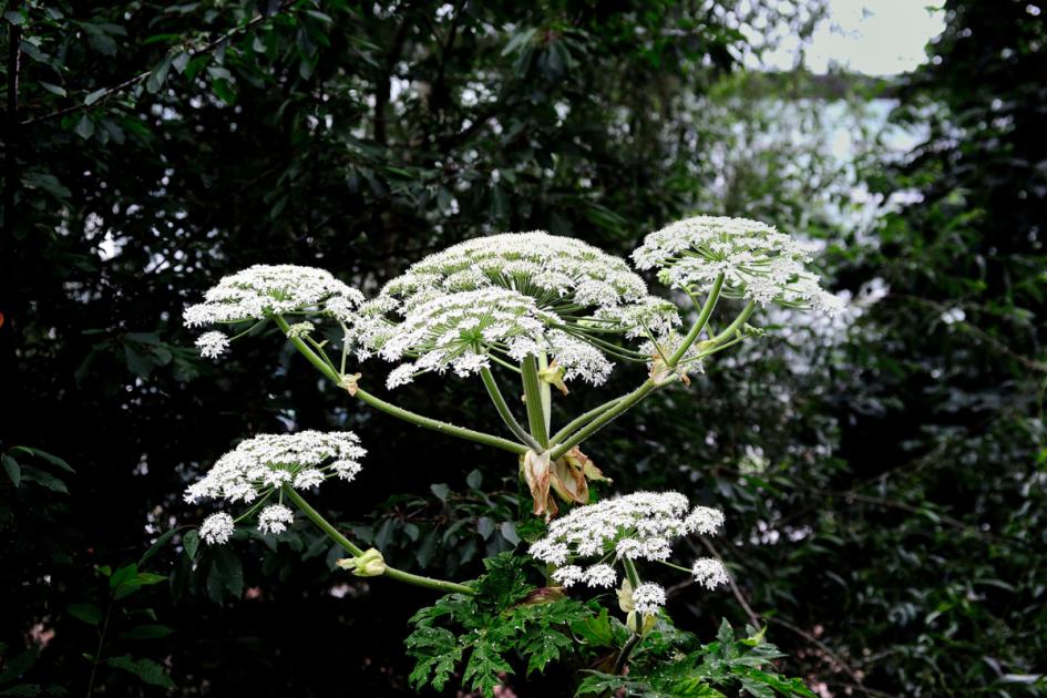 Giant Hogweed stung a man in a park leaving him with scarring