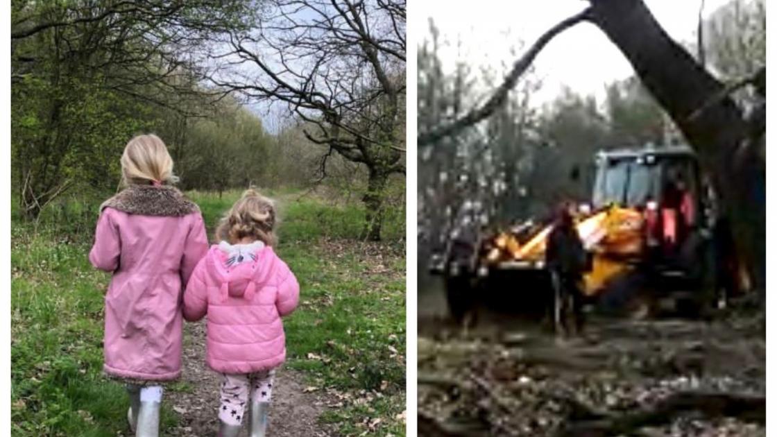 Hornchurch tree-felling trial told Havering Council lost documents