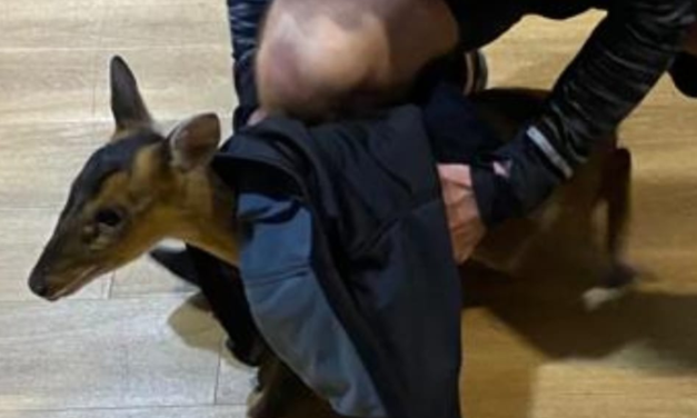 Deer saved after storming into Nuffield Health gym, Romford