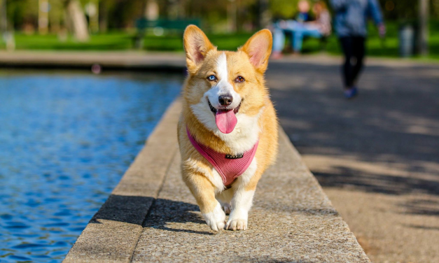 TikTok goes viral after job advert to look after dogs pays £100k