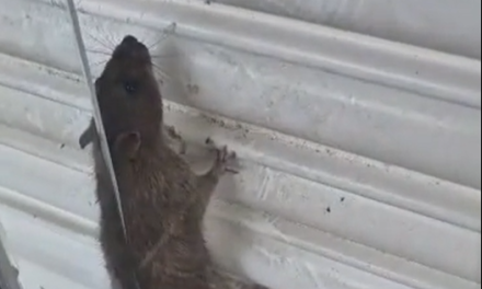 HUGE rat spotted in former Romford Debenhams shop window