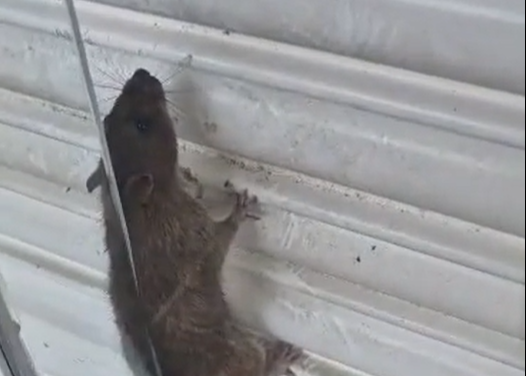 HUGE rat spotted in former Romford Debenhams shop window