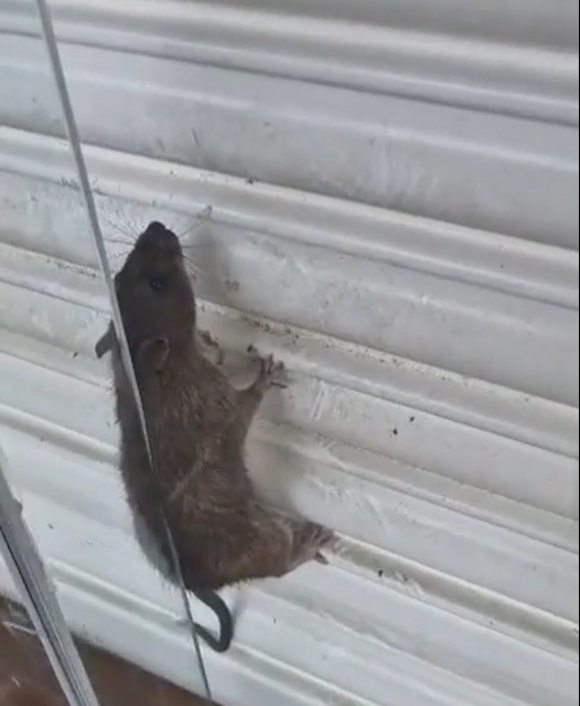 HUGE rat spotted in former Romford Debenhams shop window