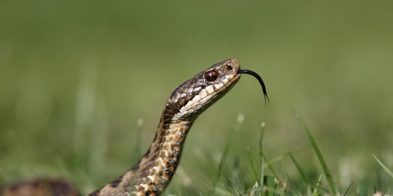 RSPCA warning as they brace for increase in snake escapes