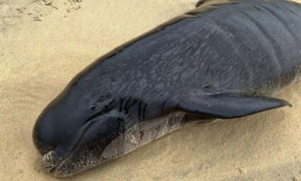More than 50 pilot whales dead in mass stranding on Isle of Lewis in Scotland | Whales