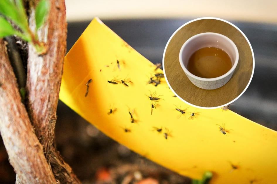 I stopped flies invading my home with this cheap vinegar hack