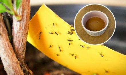 I stopped flies invading my home with this cheap vinegar hack