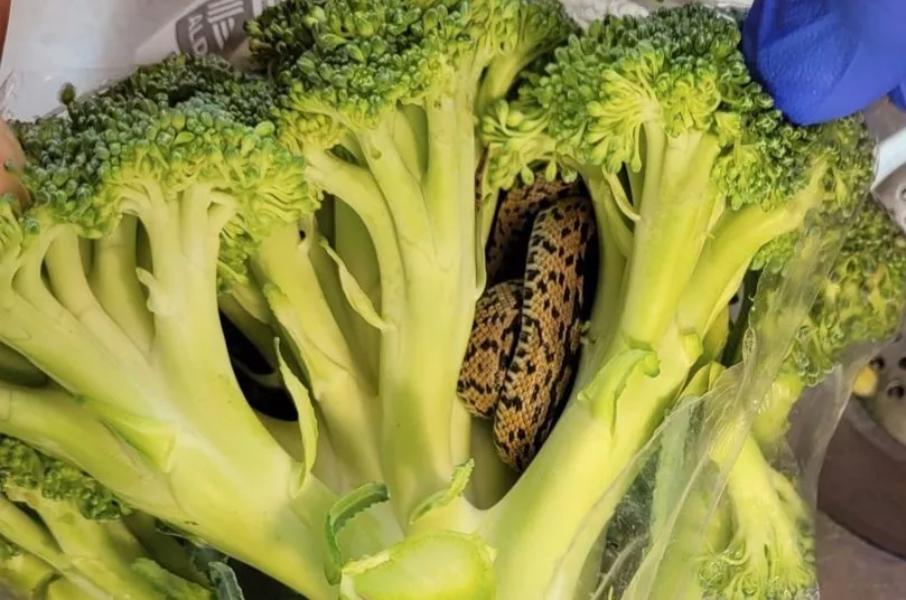 Aldi: Man shocked after finding snake in bag of broccoli