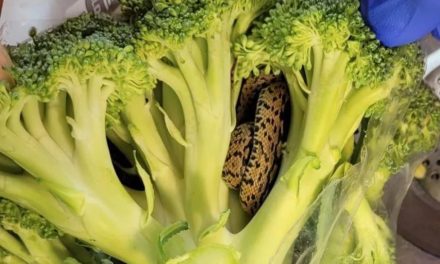 Aldi: Man shocked after finding snake in bag of broccoli