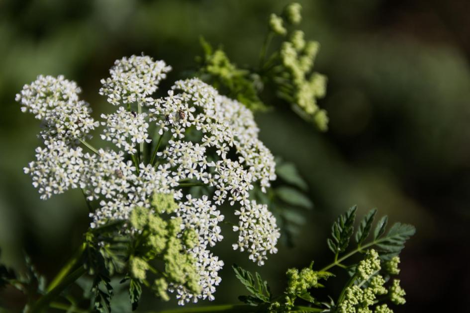 Hemlock warning: the deadly plant found in UK gardens