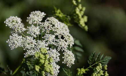 Hemlock warning: the deadly plant found in UK gardens