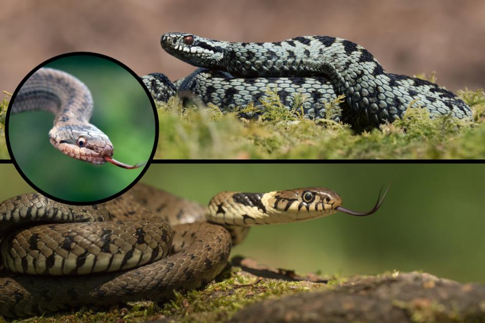 Adder, grass snake or smooth snake – how to tell them apart