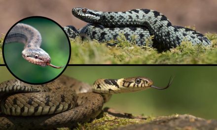 Adder, grass snake or smooth snake – how to tell them apart