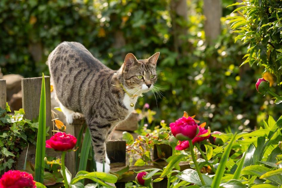 UK cat owners urged to avoid feeding their pets raw chicken