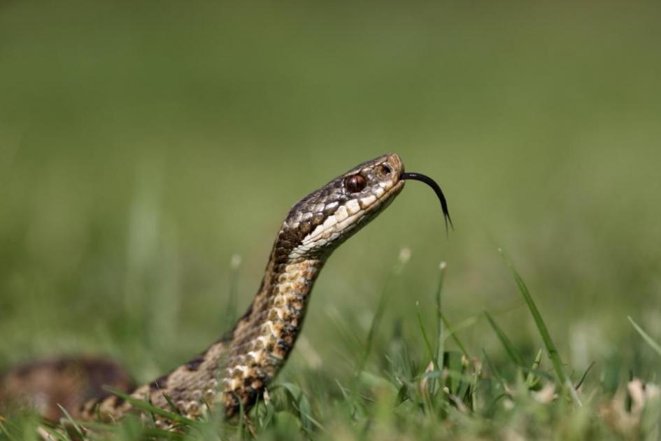 Dog owners warned after adder bite leaves woman in hospital