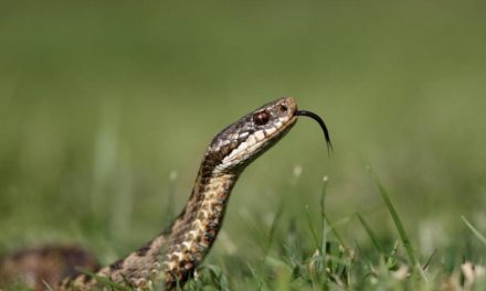 Dog owners warned after adder bite leaves woman in hospital