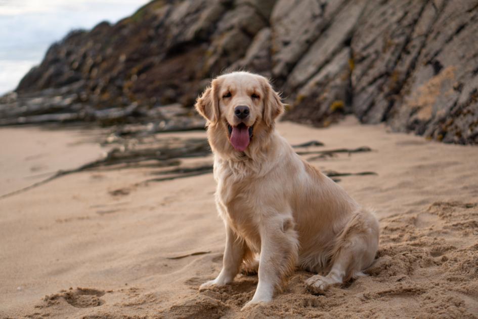 Top dog friendly beaches near London that you can visit