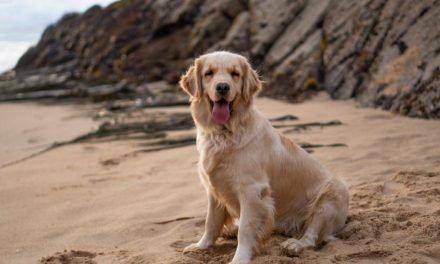 Top dog friendly beaches near London that you can visit