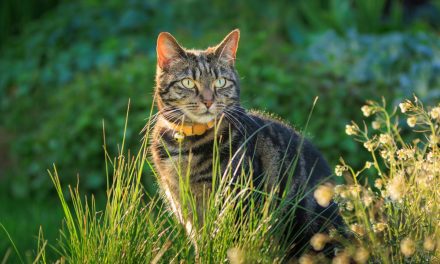 How to stop cats from pooing in your garden with 74p hack