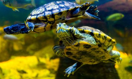 Teenage Mutant Ninja Turtles: Namesakes visit London Aquarium free