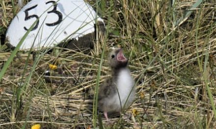 Rangers ‘heartbroken’ after 600 dead Arctic tern chicks found in Northumberland | Birds