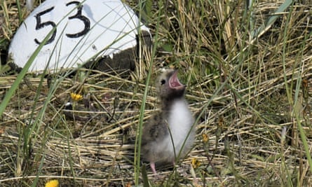 Rangers ‘heartbroken’ after 600 dead Arctic tern chicks found in Northumberland | Birds