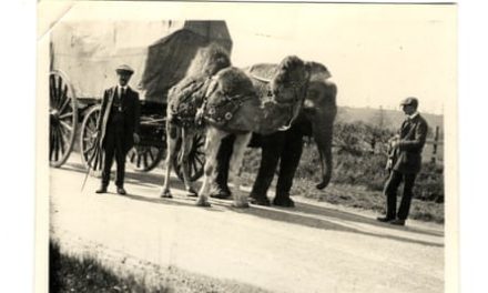 Archaeologists hunt for burial site of famous 19th-century elephant in Gloucestershire | Archaeology