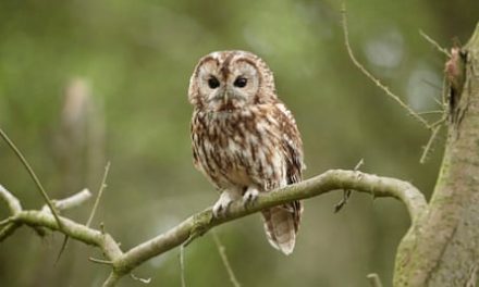 Royal estate linked to many deaths and disappearances of protected birds | King Charles III